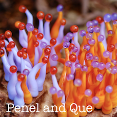 Penel and Que / Bugs & Beads