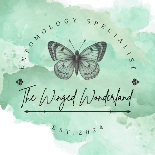 The Winged Wonderland